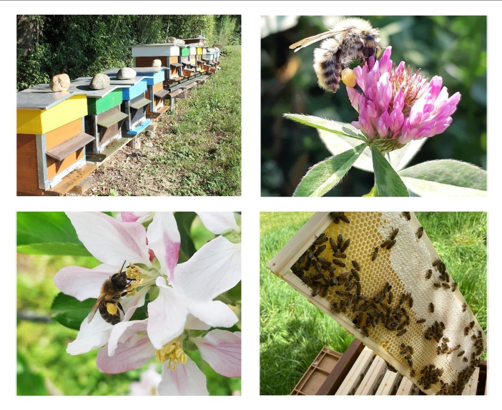 Au cœur du projet «Agriculture et pollinisateurs» - Prométerre